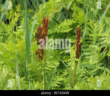 Close up d'Osmunda regalis, ou l'osmonde royale, au printemps en fleurs Banque D'Images