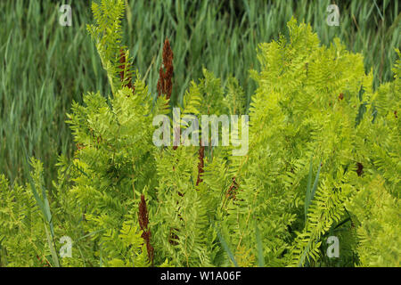 Close up d'Osmunda regalis, ou l'osmonde royale, au printemps en fleurs Banque D'Images