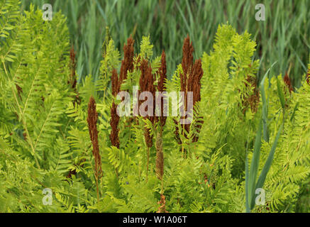 Close up d'Osmunda regalis, ou l'osmonde royale, au printemps en fleurs Banque D'Images