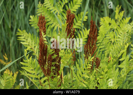 Close up d'Osmunda regalis, ou l'osmonde royale, au printemps en fleurs Banque D'Images