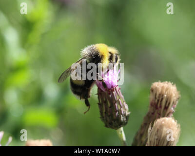 De près de l'humble heath2170 ou d'un petit bourdon Bombus jonellus, Heath Banque D'Images