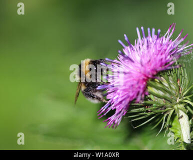 De près de l'humble heath2170 ou d'un petit bourdon Bombus jonellus, Heath Banque D'Images