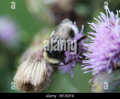 De près de l'humble heath2170 ou d'un petit bourdon Bombus jonellus, Heath Banque D'Images