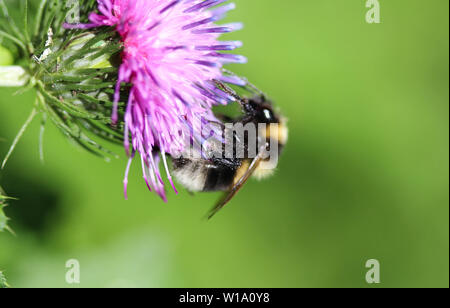 De près de l'humble heath2170 ou d'un petit bourdon Bombus jonellus, Heath Banque D'Images