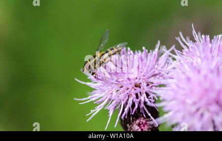 Close up of marmalade hoverfly ou Episyrphus balteatus assis sur fleur dans le jardin Banque D'Images