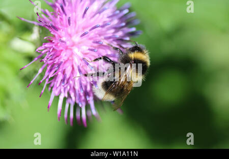 De près de l'humble heath2170 ou d'un petit bourdon Bombus jonellus, Heath Banque D'Images