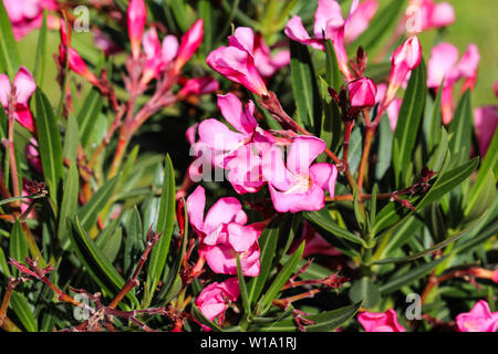 Close up of Nerium oleander fleur, plus communément connu sous le nom de Nerium oleander, ou au printemps en fleurs dans le jardin Banque D'Images