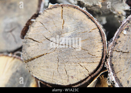 Dans la photo le bouleau est coupé. L'arrière-plan du bois Banque D'Images