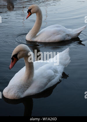 Swan - Le Cygne tuberculé (Cygnus olor) sur la rivière Cam à Cambridge UK Banque D'Images