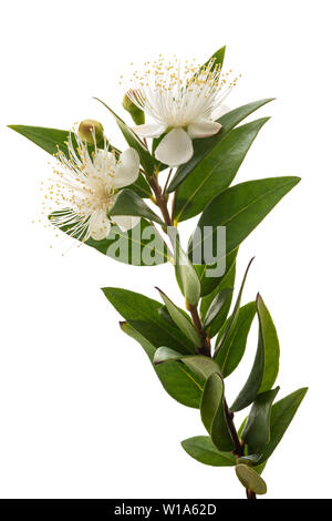 Direction générale de fleurs de myrte isolated on white Banque D'Images