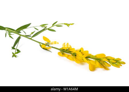 Dyer's broom isolé sur fond blanc Banque D'Images