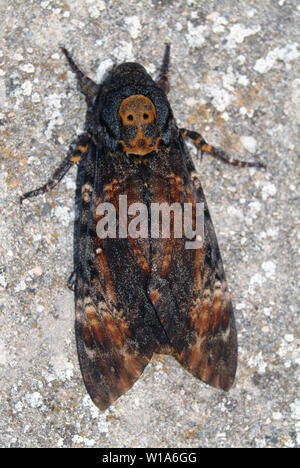 Acherontia atropos, Totenkopfschwärmer, halálfejes lepke, Croatie, Europe Banque D'Images