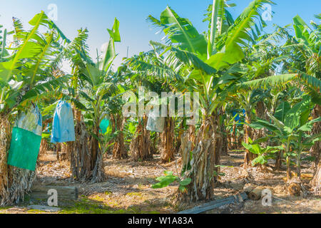 Banana plantaion en Australie avec des sacs en plastique pour protéger les fruits et aider la maturation. Banque D'Images