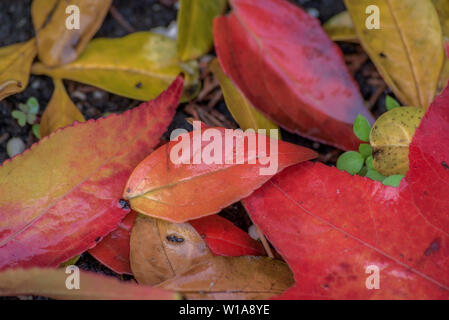 Motif de feuilles d'automne humide de la pluie Banque D'Images