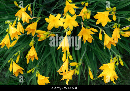 Belles fleurs de lis jaune hemerocallis chaude soirée coucher du soleil la lumière de jardin d'été. Papier peint à fleurs. Banque D'Images