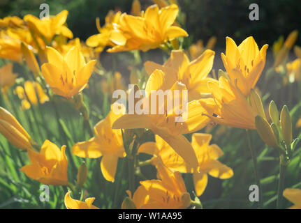 Belles fleurs de lis jaune hemerocallis chaude soirée coucher du soleil la lumière de jardin d'été. Papier peint à fleurs. Banque D'Images