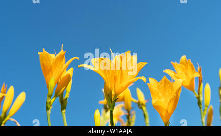 Belles fleurs de lis jaune hemerocallis chaude soirée coucher du soleil la lumière de jardin d'été contre le ciel bleu. Banque D'Images