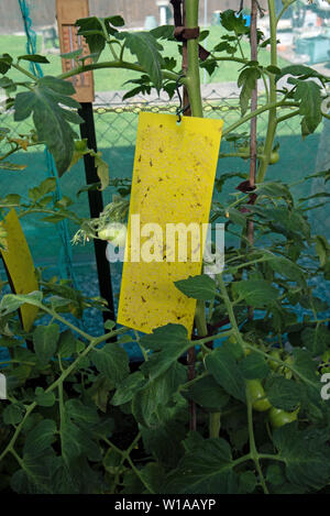 Piège à insectes jaune sur les tomates de serre Banque D'Images