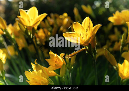 Belles fleurs de lis jaune hemerocallis chaude soirée coucher du soleil la lumière de jardin d'été. Papier peint à fleurs. Banque D'Images