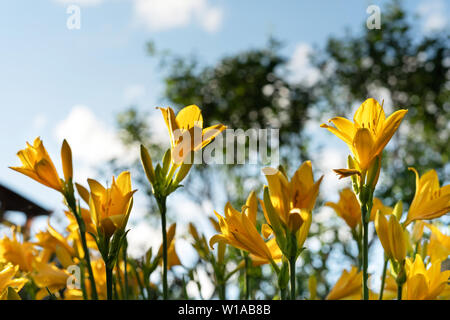 Belles fleurs de lis jaune hemerocallis chaude soirée coucher du soleil la lumière de jardin d'été contre le ciel bleu. Banque D'Images