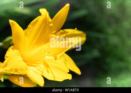 Macro photo de belles fleurs de lis jaune hemerocallis chaude soirée coucher du soleil la lumière de jardin d'été. Banque D'Images