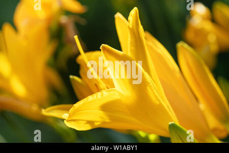 Macro photo de belles fleurs de lis jaune hemerocallis chaude soirée coucher du soleil la lumière de jardin d'été. Banque D'Images