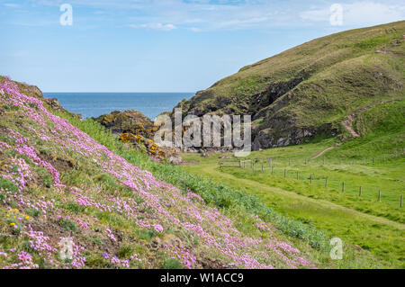 L'épargne sur le coteau et sentier à St Abbs Head, Ecosse Banque D'Images