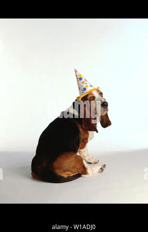 Basset Hound wearing a party hat à la triste Banque D'Images