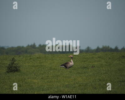 Une oie au milieu d'un champ. Banque D'Images