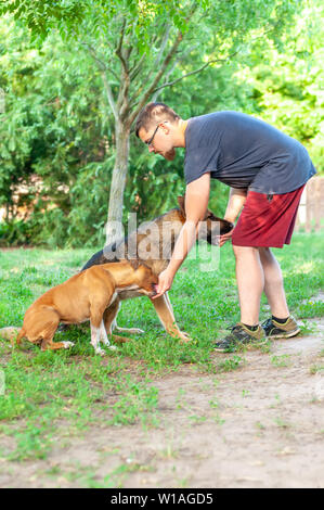 Vue sur une formation de l'homme un American Staffordshire terrier et un berger allemand, un jour ensoleillé, dans un environnement vert. Banque D'Images