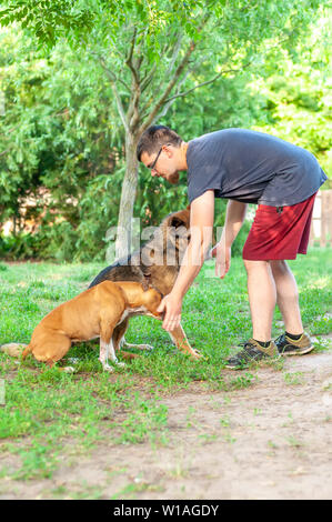 Vue sur une formation de l'homme un American Staffordshire terrier et un berger allemand, un jour ensoleillé, dans un environnement vert. Banque D'Images