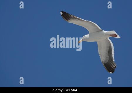 Une mouette blanche en vol contre un ciel bleu. Banque D'Images