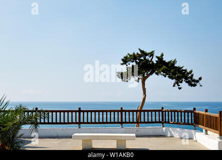 Paysage idyllique lonely arbre tropical sur la mer Méditerranée en arrière-plan, les eaux bleu horizon place clôturé avec banc blanc, Cabo Roig, Orihuela, Espagne Banque D'Images