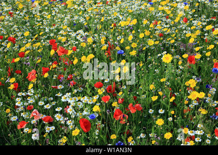 Jardin de fleurs sauvages, fleurs sauvages, coquelicot, bleuet, Marguerite Banque D'Images