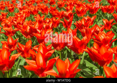 Domaine de fleurs tulipes rouges dans un parc public sur une journée ensoleillée. Floraison de printemps tulipes rouges luxuriantes. Fleurs à pétales rouges pour décoration de jardin. Red Banque D'Images