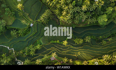 Terrasse de riz vert luxuriant terrain avec palmier et la forêt tropicale jungle tropicale plantation Banque D'Images