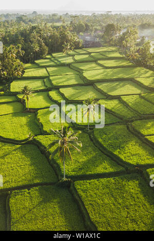 Terrasses de riz hill à Ubud, Bali Indonésie au lever du soleil. Belle Lumière du soleil et rayons x sur terrain Banque D'Images