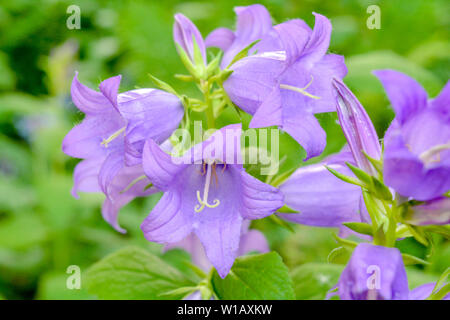 Cultivar pourpre floraison milky bellflower Campanula Lactiflora Prichard's aka variété dans le jardin d'été Banque D'Images