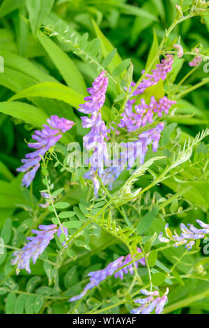 Blooming Vicia cracca vesce jargeau, également, de la vache ou de la vesce vesce boréale en macro-vision. Spring meadow fleurs violettes de fourrage ou laineux - Vesce Vicia vill Banque D'Images
