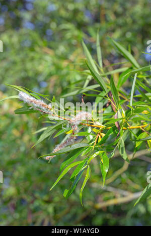 ​Crack saule (Salix fragilis). Direction générale de la fragile avec des chatons et des femelles mûres graines laineux blanc. Les feuilles sont glabres, plus vert et sur la face inférieure par rapport à ceux du saule blanc (Salix alba). De juin. Rivière Bure, Norfolk.​ Banque D'Images