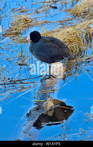 Une image verticale d'un canard sauvage, Foulque Fulica americana, perché sur un journal à Maxwell Lake près de Hinton, Alberta, Canada. Banque D'Images