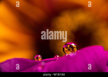 Gouttes d'eau sur une fleur magenta pourpre vinca réfracter une information à l'image sur un orange jaune zinnia fleur dans l'arrière-plan Banque D'Images