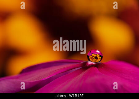 Gouttes d'eau sur une fleur magenta pourpre vinca réfracter une information à l'image sur un orange jaune zinnia fleur dans l'arrière-plan Banque D'Images