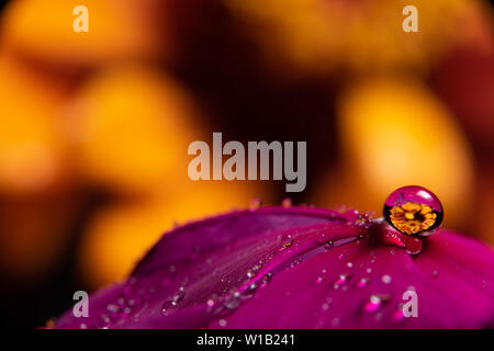 Gouttes d'eau sur une fleur magenta pourpre vinca réfracter une information à l'image sur un orange jaune zinnia fleur dans l'arrière-plan Banque D'Images