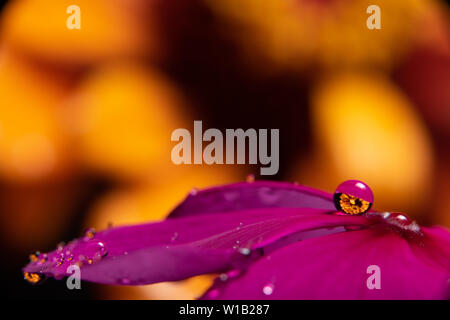 Gouttes d'eau sur une fleur magenta pourpre vinca réfracter une information à l'image sur un orange jaune zinnia fleur dans l'arrière-plan Banque D'Images