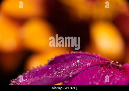 Gouttes d'eau sur une fleur magenta pourpre vinca réfracter une information à l'image sur un orange jaune zinnia fleur dans l'arrière-plan Banque D'Images