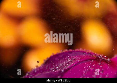 Gouttes d'eau sur une fleur magenta pourpre vinca réfracter une information à l'image sur un orange jaune zinnia fleur dans l'arrière-plan Banque D'Images