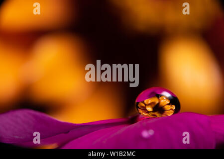 Gouttes d'eau sur une fleur magenta pourpre vinca réfracter une information à l'image sur un orange jaune zinnia fleur dans l'arrière-plan Banque D'Images