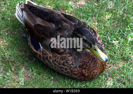 Canard colvert femelle assis sur le sol Banque D'Images