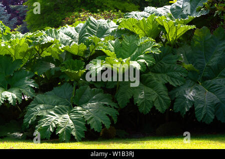 La rhubarbe géante Gunnera le feuillage des plantes Banque D'Images